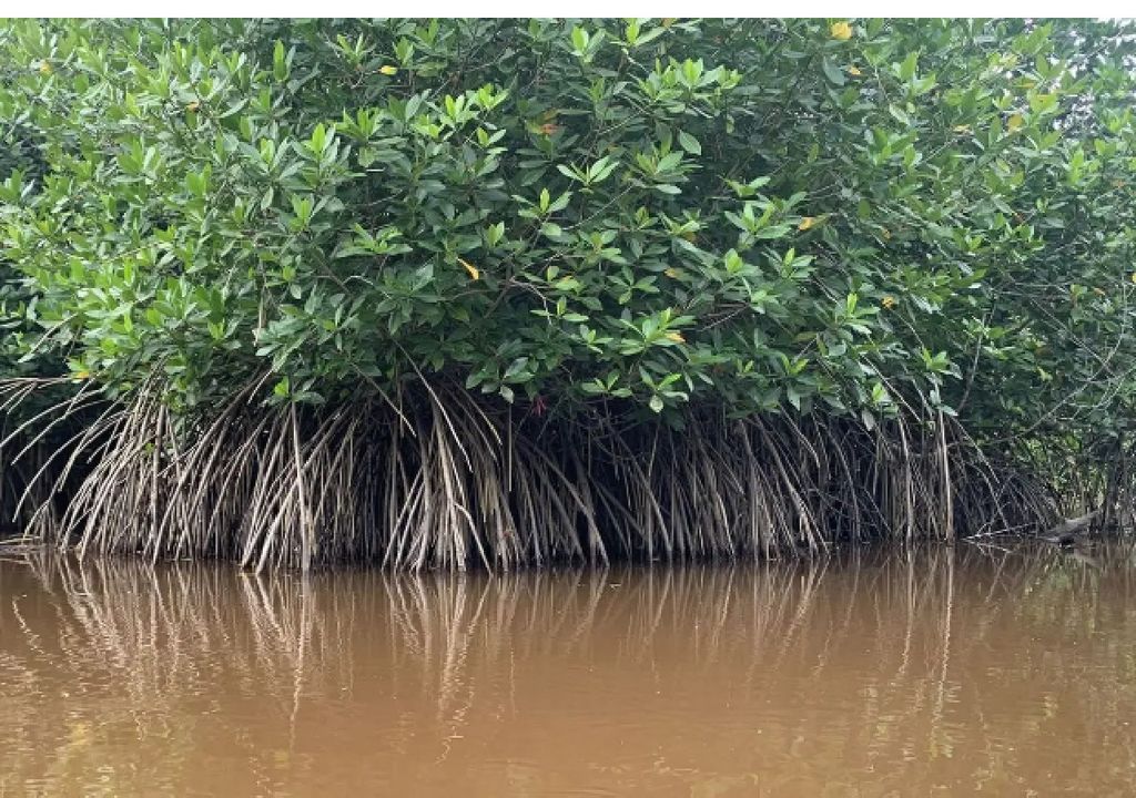 Dia internacionales de los manglares