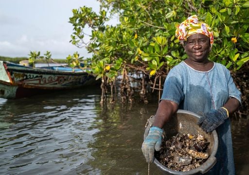 La acelerada desaparición de los manglares costeros amenaza la protección natural de millones de habitantes en el Atlántico Sur
