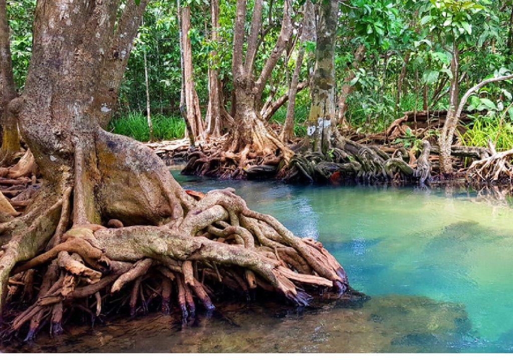 Dia internacionales de los manglares