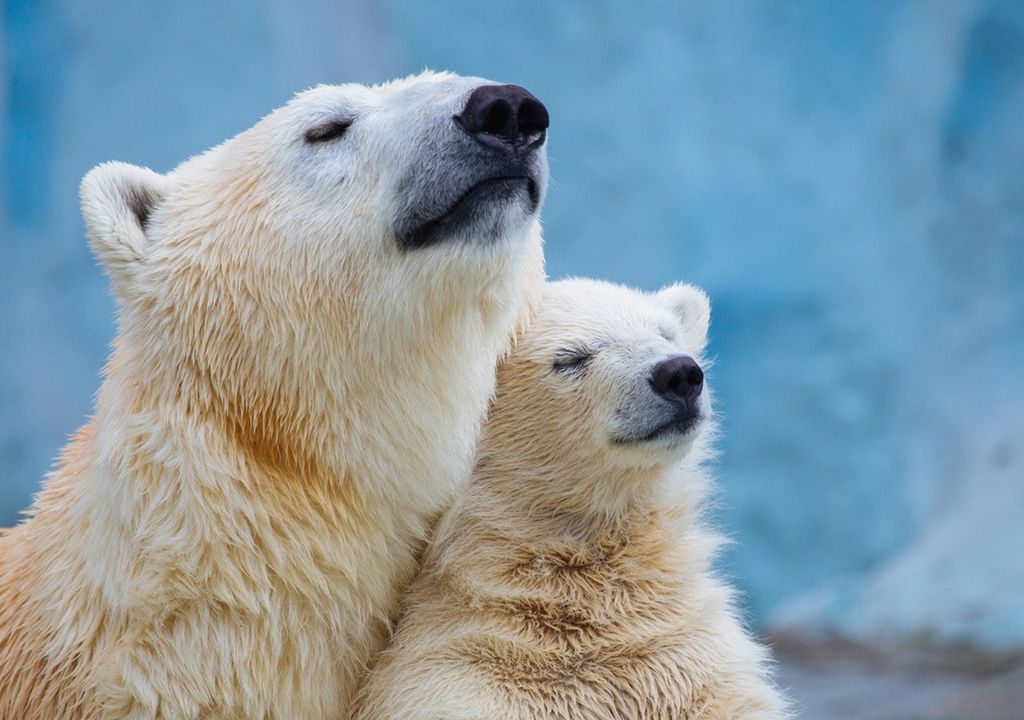 cerca del 50 % de todos los cachorros llegan a la edad adulta
