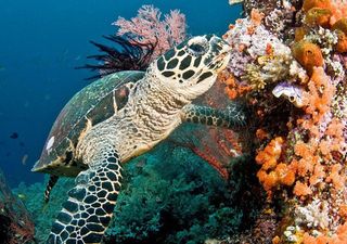 1 de junio: Día Mundial de los Arrecifes de Coral, ¿podrán sobrevivir a la humanidad del siglo XXI?