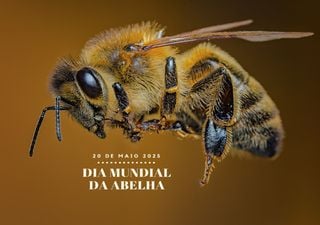 Dia Mundial da Abelha. Descubra o lado oculto destas polinizadoras e prepare-se para ficar boquiaberto