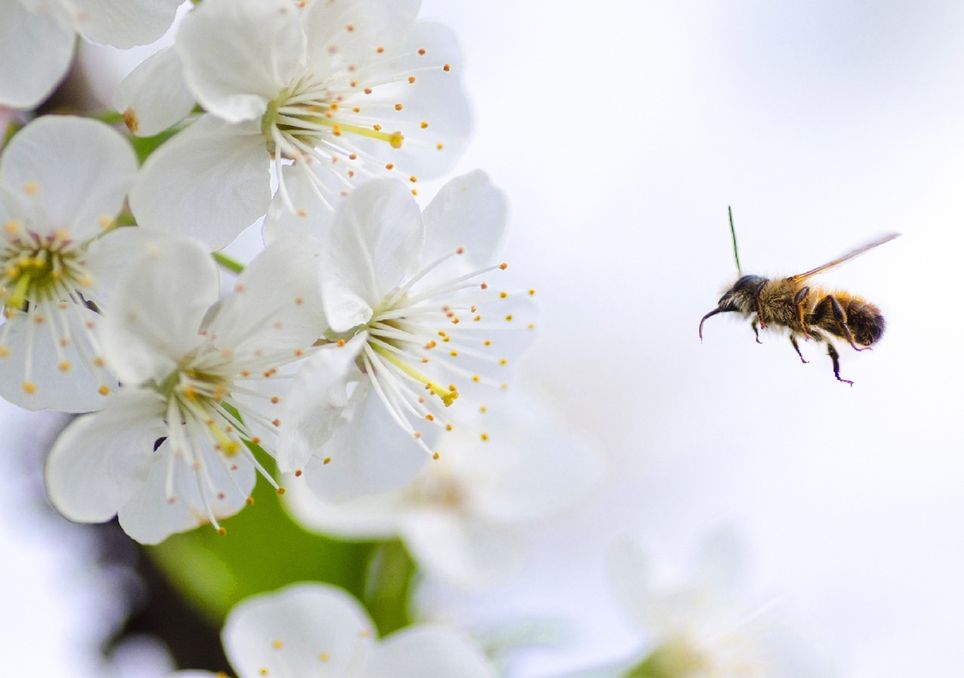 abelha sobrevoa flores abelha sobrevoa flores