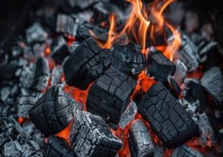 Dia Mundial da Floresta. Associação ZERO alerta para a produção insustentável de carvão vegetal 