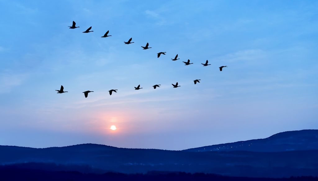 Aves migratórias As aves migratórias aproveitam ventos favoráveis para reduzir o esforço da viagem, ajustando frequentemente o momento da partida às condições atmosféricas. Foto: Adobe Stock