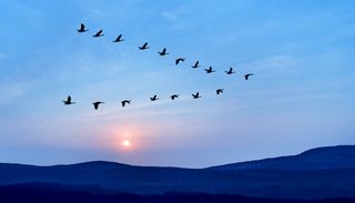 Dia Mundial das Aves Migrat&oacute;rias. Como o estado do tempo guia milhares de aves que cruzam Portugal