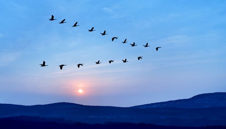 Dia Mundial das Aves Migrat&oacute;rias. Como o estado do tempo guia milhares de aves que cruzam Portugal