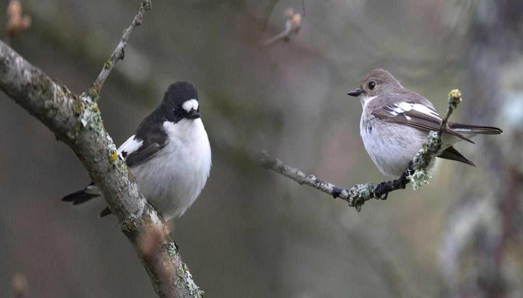 papa-moscas-preto (Ficedula hypoleuca): macho e fêmea O papa-moscas-preto encontra em Portugal um importante local de descanso e alimentação durante a migração outonal. Na imagem, um macho e uma fêmea da espécie. Foto: Adobe Stock