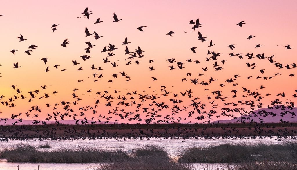 Aves migratórias As zonas húmidas são autênticas estações de serviço da migração, permitindo às aves repousar e recuperar as reservas energéticas antes de prosseguirem a viagem. Foto: Adobe Stock