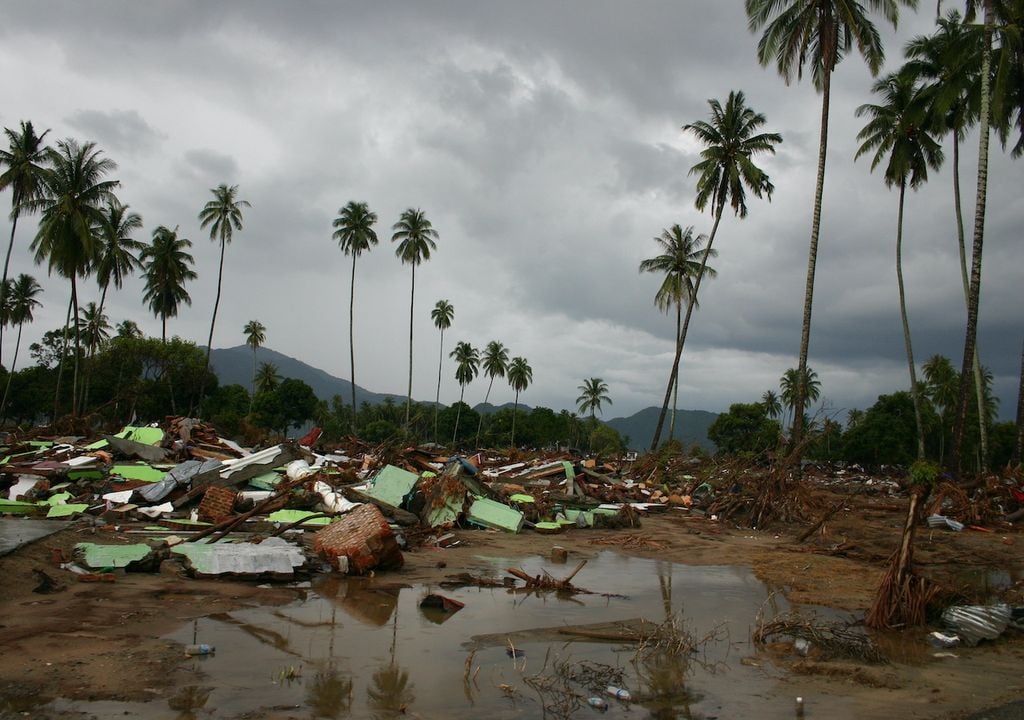 Tsunamis y palmeras Tsunamis y palmeras