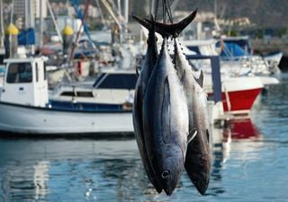 Día Mundial de la Pesca 2023: "El papel de los puertos para garantizar la sostenibilidad social de la pesca"