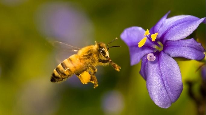 Resultado de imagen para dia mundial de las abejas