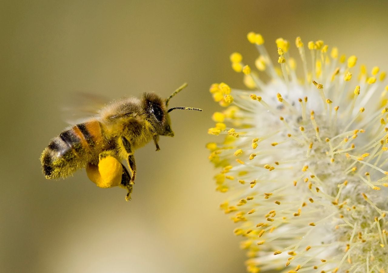 Las abejas y otros polinizadores, como las mariposas, los murciélagos y los colibríes, están cada vez más amenazados por los efectos de la actividad humana. Fuente: ONU