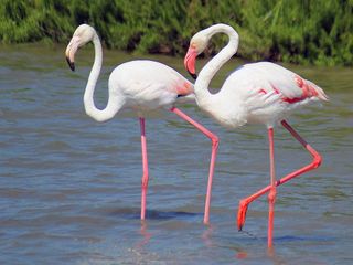 Día Mundial de las Aves Migratorias, al son del tiempo