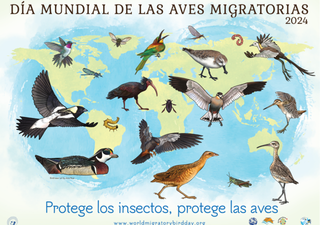 Día Mundial de las Aves Migratorias 2024: "Protejamos a los insectos, protejamos a las aves"