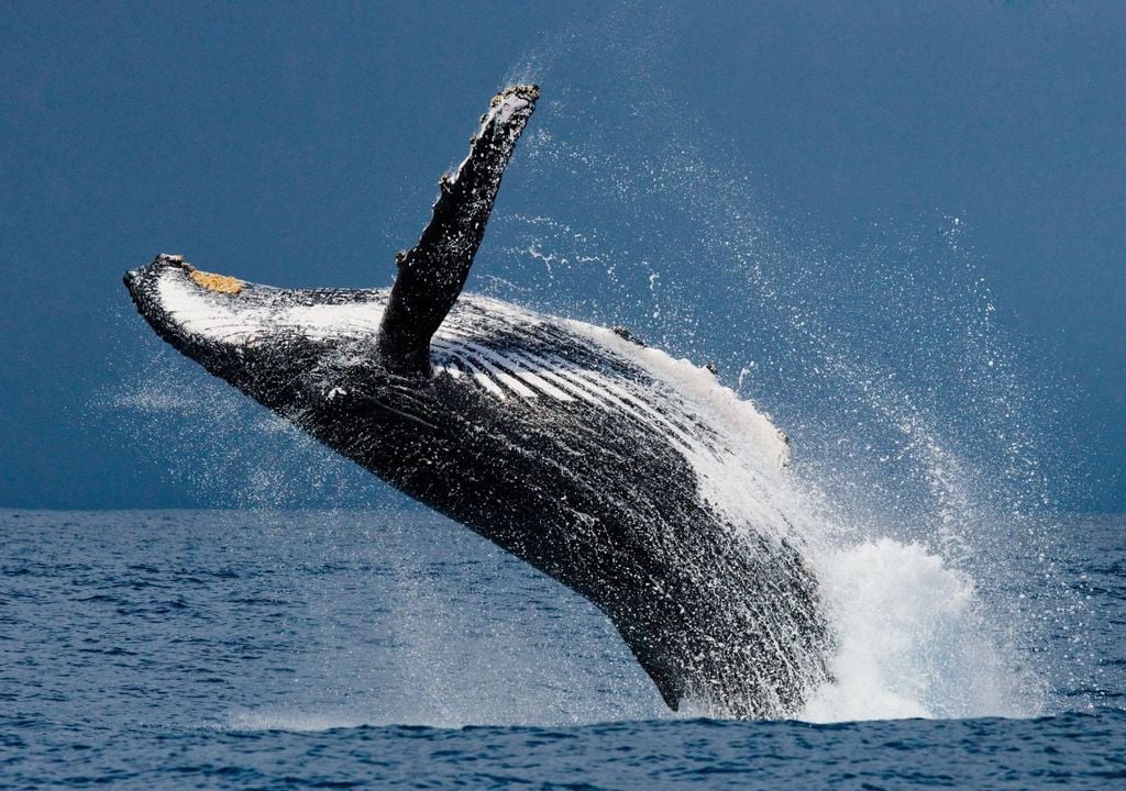 Ballena Ballena