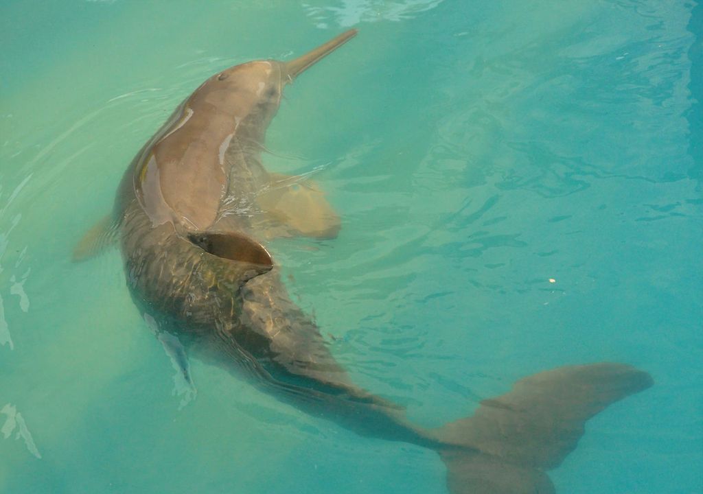 Delfin franciscana Delfin franciscana