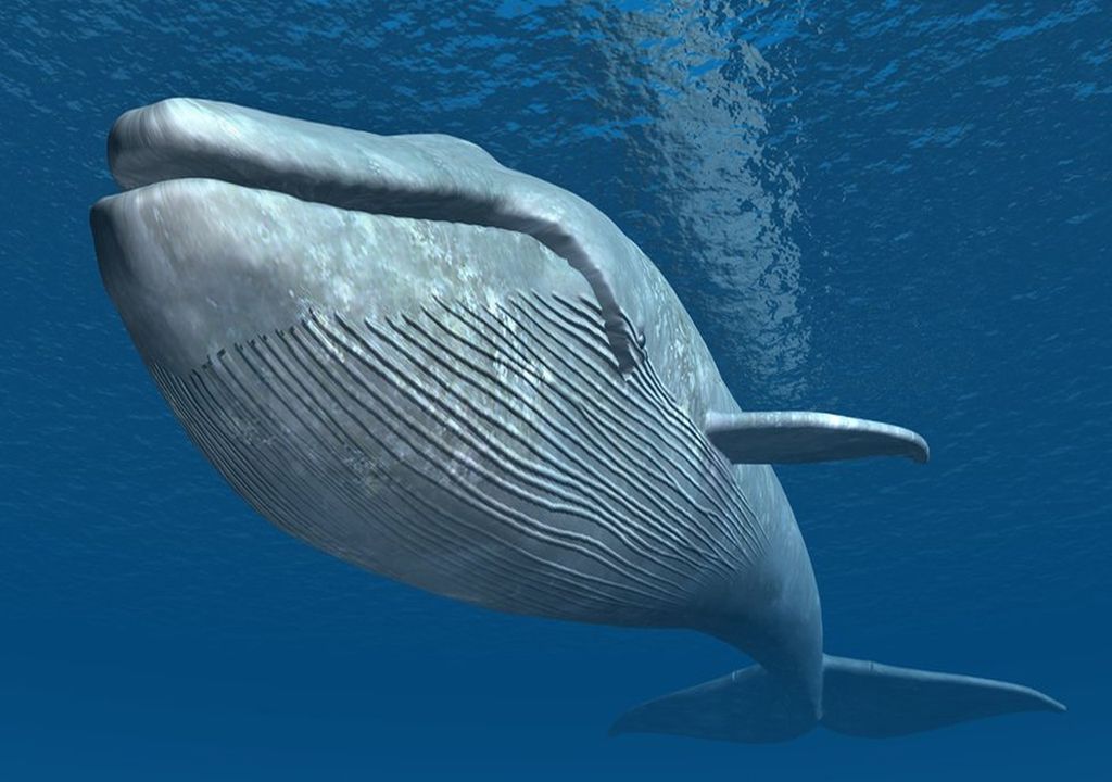 Ballena Azul