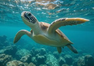 Día Mundial de las Tortugas Marinas: todo lo que tenés que saber sobre las especies en máximo peligro de extinción