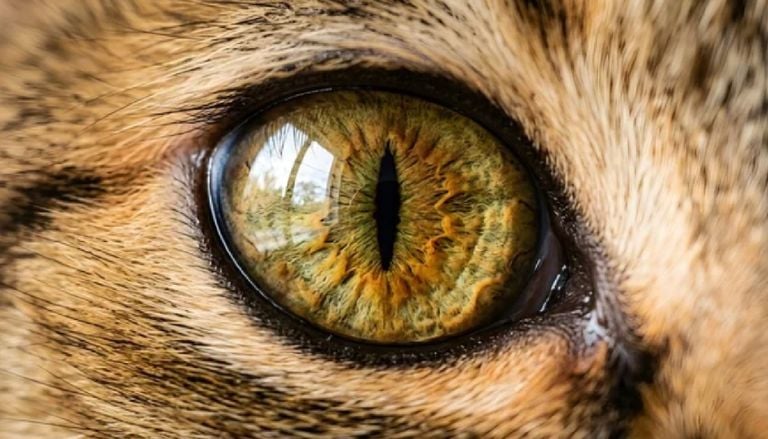 D&iacute;a Mundial de los Animales 2026: estas especies mexicanas no existen de forma natural en ning&uacute;n otro lugar del planeta
