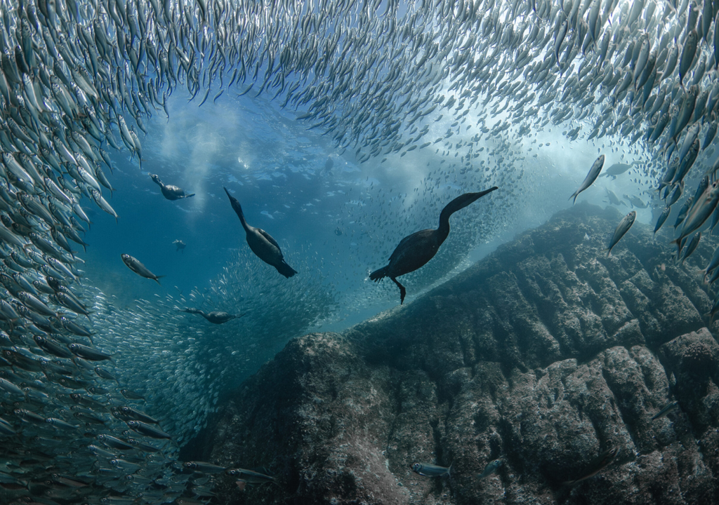 "Cormorant Love". La imagen de Taryn Schulz, ganadora del primer lugar en el concurso fotográfico organizado por la ONU por el Día Mundial de los Océanos en la categoría paisajes marinos submarinos. Fuente: Dive Photo Guide.