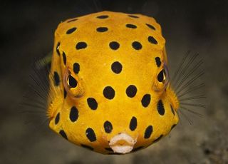 Día Mundial de los Océanos, 8 de junio