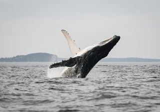 Día Mundial de los Océanos: ¿Cómo mejoramos este corazón enfermo?