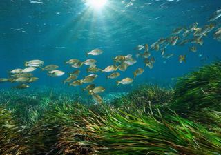 Día Mundial de los Pastos Marinos, un tesoro bajo el agua que protege nuestro planeta