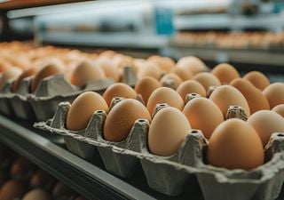 Día Mundial del Huevo: el alimento que conquistó las mesas argentinas y posicionó al país como líder mundial de consumo