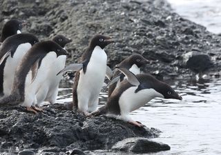 Día Mundial del Pingüino: preservar para el futuro
