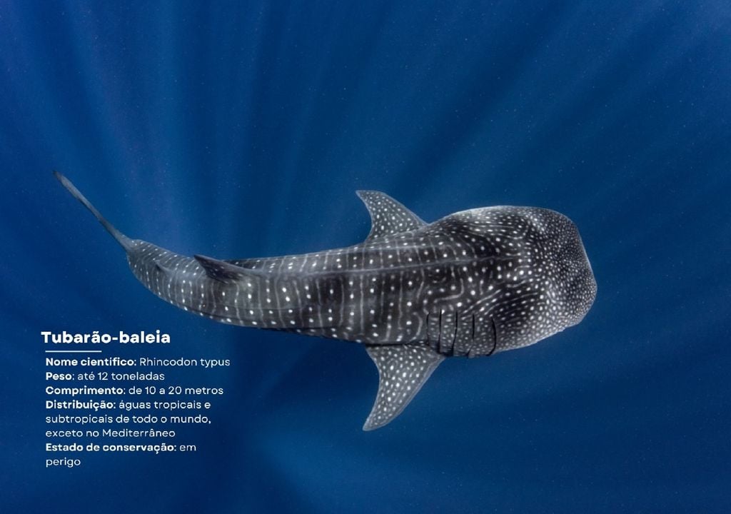 Tubarão-baleia Tubarão-baleia