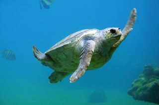 Dia Mundial dos Oceanos celebrado em Portugal