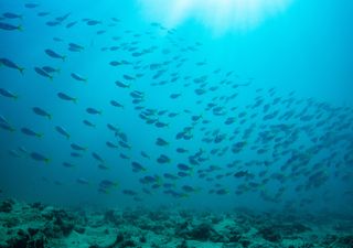 Dia Mundial dos Oceanos: "Revitalização: Ação Coletiva para o Oceano"