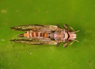 Diaphorina citri em alta: o risco invisível que pode destruir a citricultura no Brasil na mudança de estação