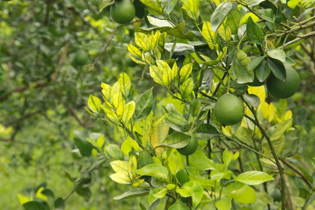 HLB, laranjas, Diaphorina HLB, laranjas, Diaphorina