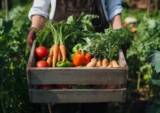 Qué sembrar en diciembre en Chile: guía para plantar en tu huerta de verano y las labores que debes realizar