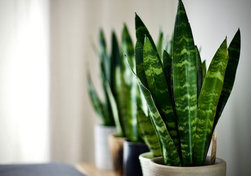 Bogenhanflinie, Sansevieria, Pflanze, Zuhause Bogenhanflinie, Sansevieria, Pflanze, Zuhause