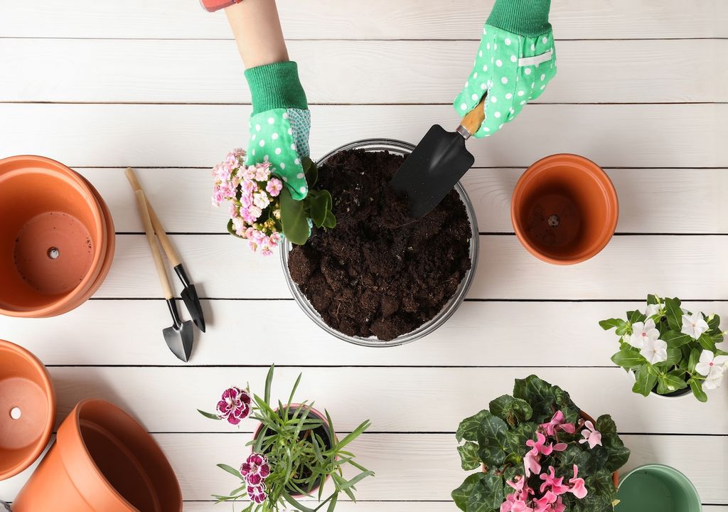 Kalanchoe, Blütenpracht, Zuhause Kalanchoe, Blütenpracht, Zuhause