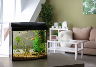 Die 10 schönsten Wasserpflanzen fürs Aquarium: Tipps, Pflege und Geheimnisse für ein echtes Unterwasserparadies
