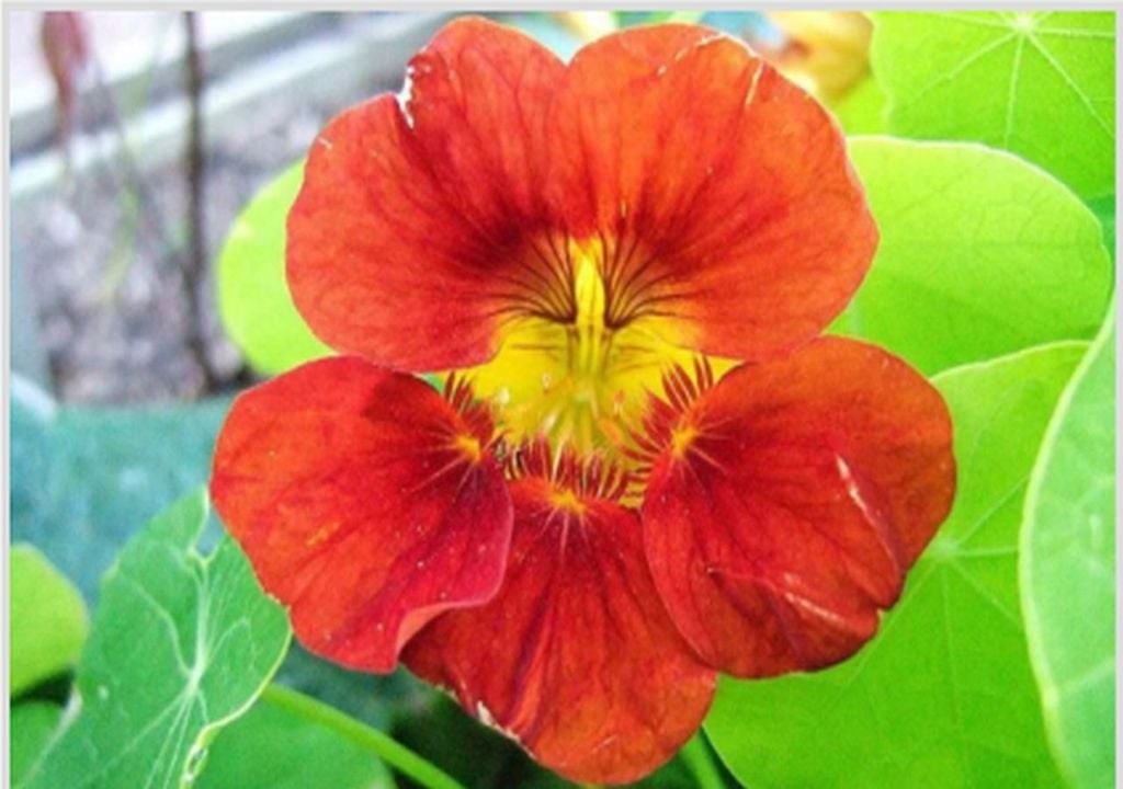 kresse, pflanze, gesund Kapuzinerkresse hat farbenprächtige Blüten (in Gelb-, Creme-, Feuerrot-, Lachs- und Burgundertönen und vielen weiteren Farben) und ist essbar, ebenso wie ihre Blätter, die Salaten oder süßen Leckereien eine pfeffrige Note verleihen.