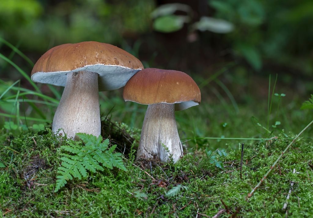 Pilz, Pilzsammeln, Herbst