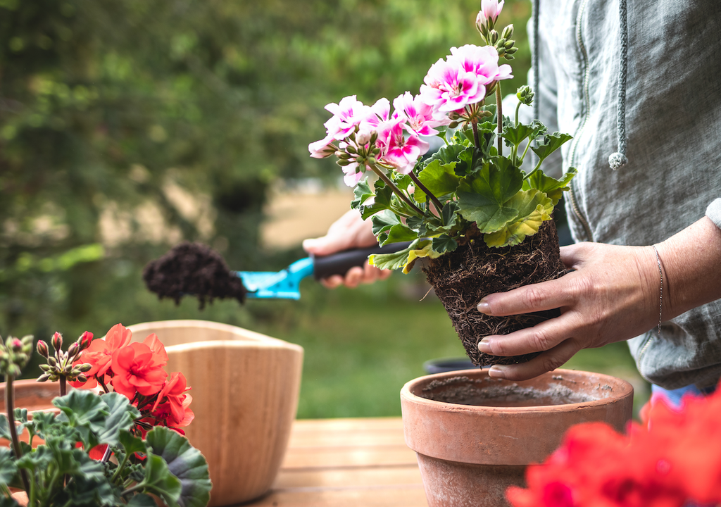Geranien, Blüten, Balkon, Terrasse Beim Einpflanzen von Geranien im Frühjahr: Die robusten Klassiker gedeihen auch im Topf zuverlässig und sorgen mit wenig Pflege für langanhaltende Blüten auf Balkon und Terrasse.