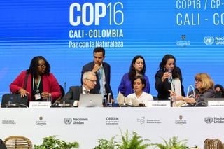 Die COP 16 in Cali ist zu Ende. Das Ergebnis: Enttäuschung