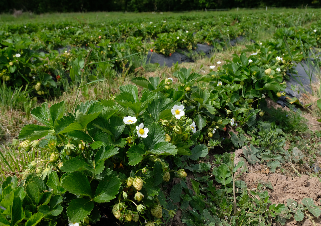 Erdbeerfeld, Baden-Württemberg, Früchte,Frühling Erdbeerfeld, Baden-Württemberg, Früchte,Frühling