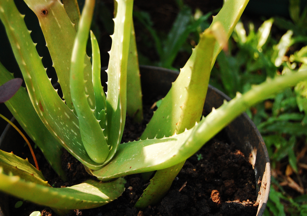 Aloe, Innenbereich, Blickfang, Wohnraum Die Aloe im Innenbereich überzeugt mit pflegeleichtem Grün – ein kleiner Blickfang, der jeden Wohnraum freundlich erscheinen lässt.