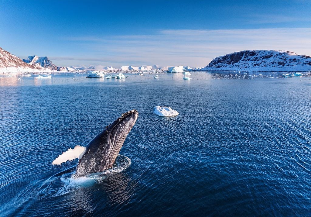 Ein Wal vor der Küste Grönlands (Foto: Adobe Stock) Ein Wal vor der Küste Grönlands (Foto: Adobe Stock)