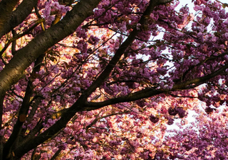 Die Kirschbl&uuml;te ist da und lockt viele Besucher!