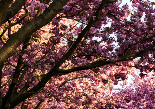 Die Kirschbl&uuml;te ist da und lockt viele Besucher!