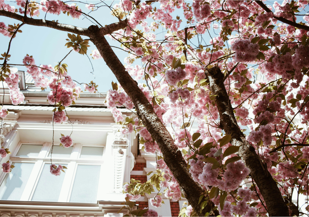 Die Blüte in der Bonner Altstadt