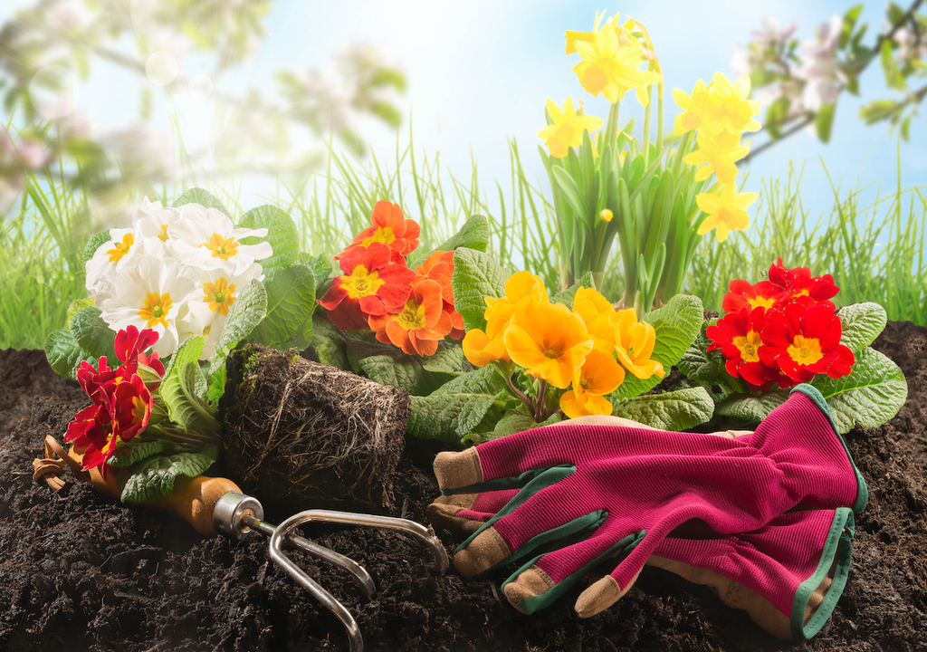 Blumen, Beet, Kübel, Balkonkästen, bunte Akzente, Frühling Blumen, Beet, Kübel, Balkonkästen, bunte Akzente, Frühling